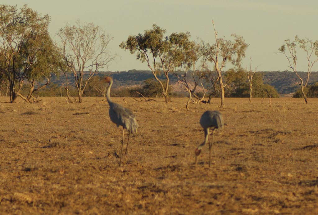 Sarus Crane