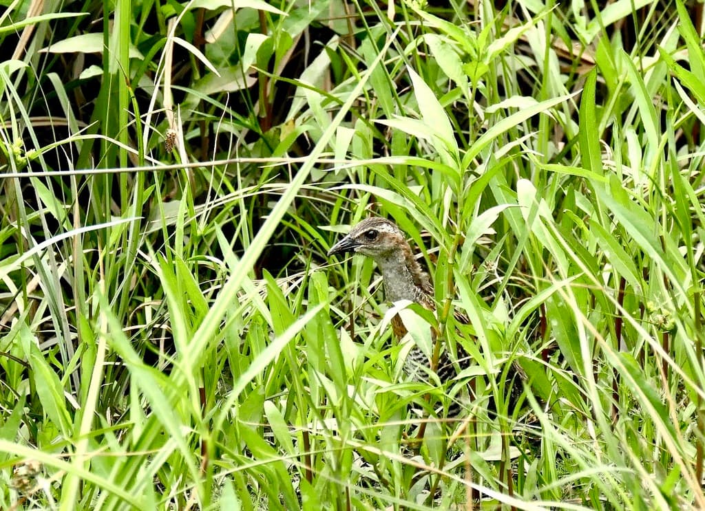 Buff-banded Rail
