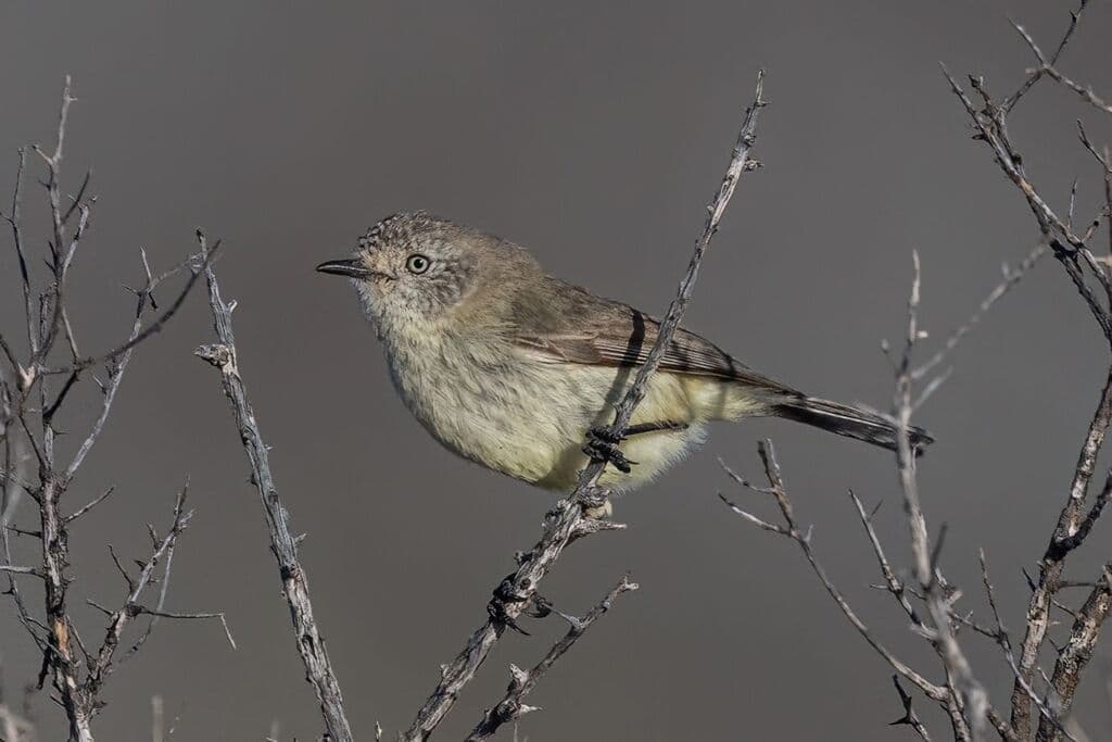 Slender-billed Thornbill