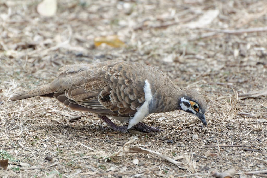 Squatter Pigeon