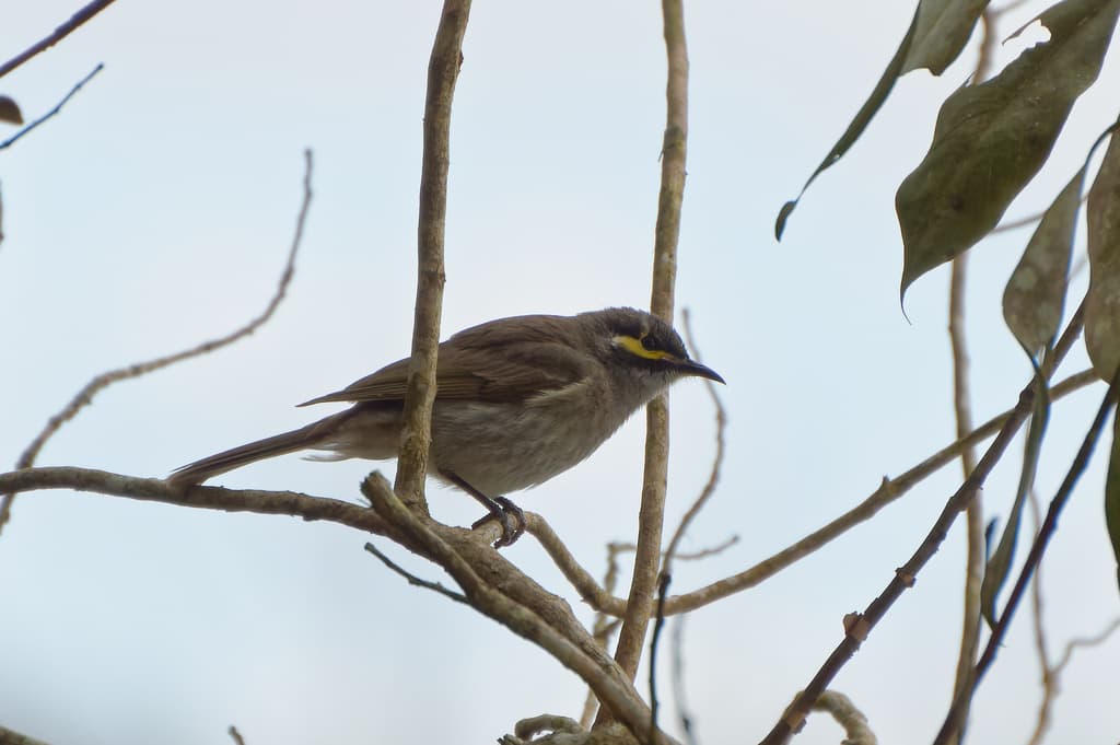 Yellow-faced Honeyeater