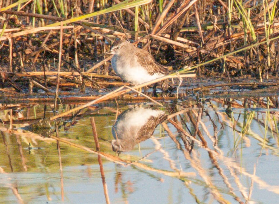 Wood Sandpiper