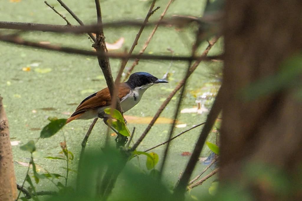 Shining Flycatcher