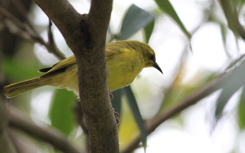 Yellow Honeyeater