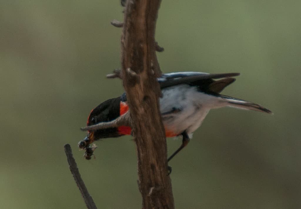 Red-capped Robin