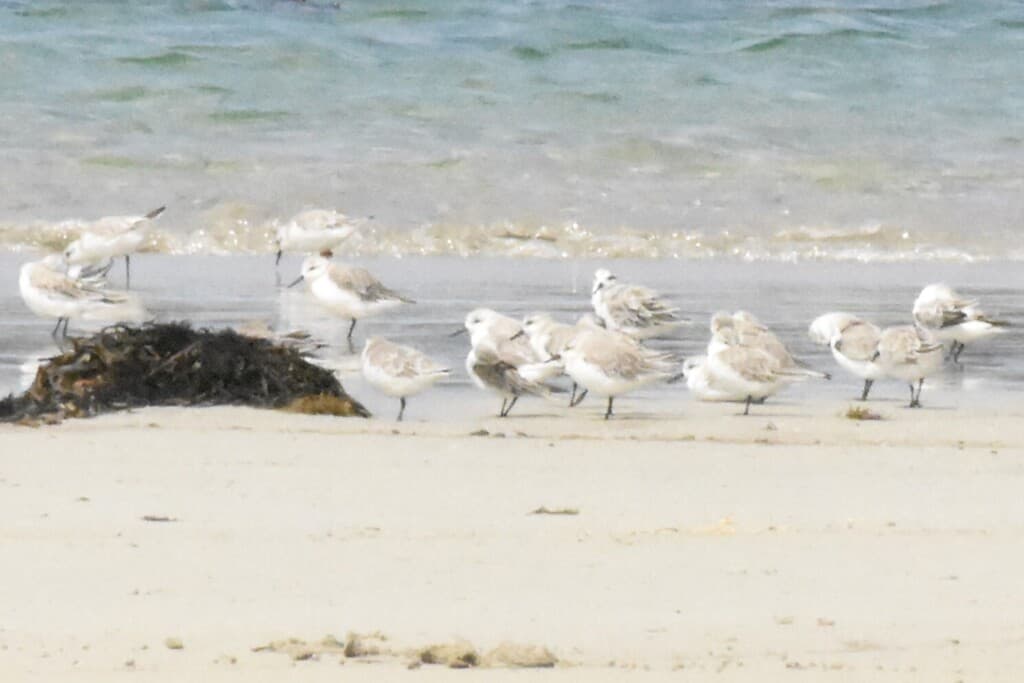 Sanderling