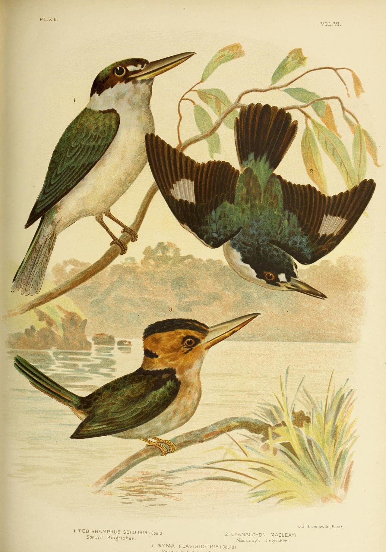 Yellow-billed Kingfisher