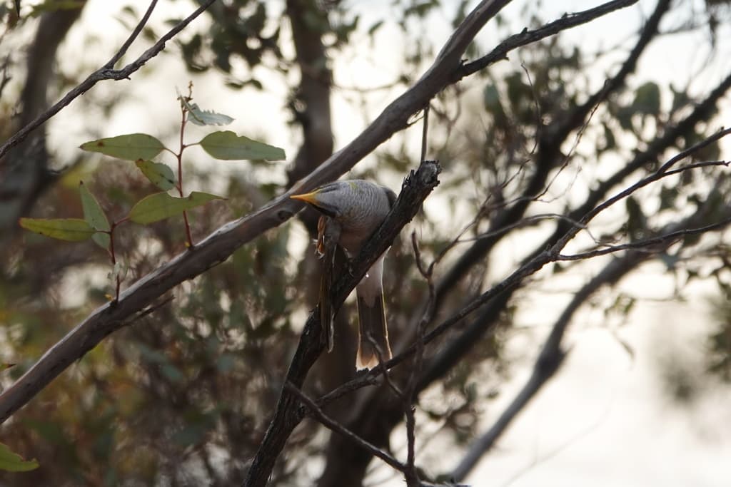 Black-eared Miner