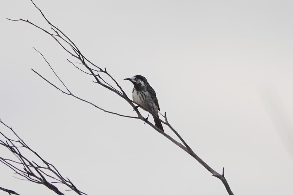 White-fronted Honeyeater