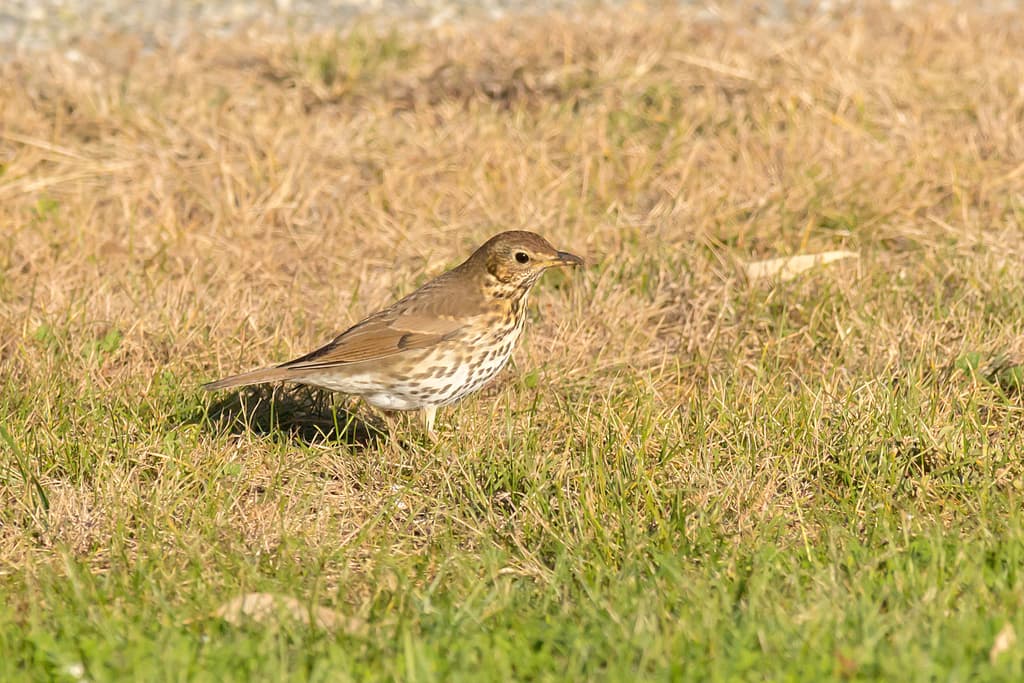 Song Thrush