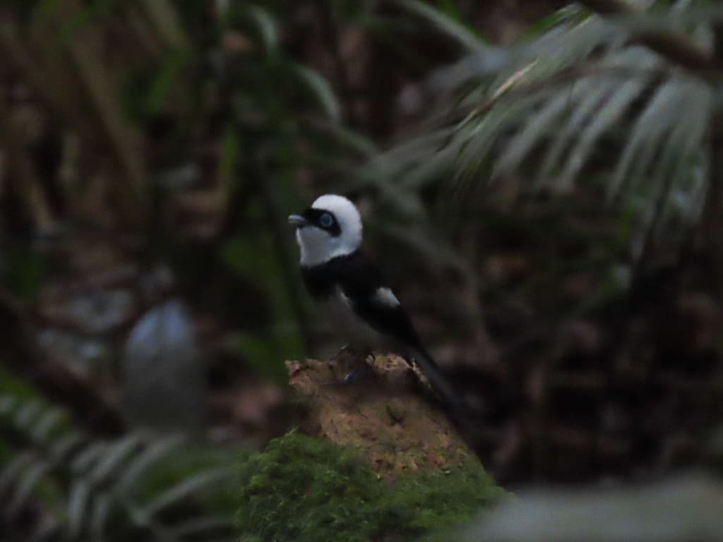 Pied Monarch