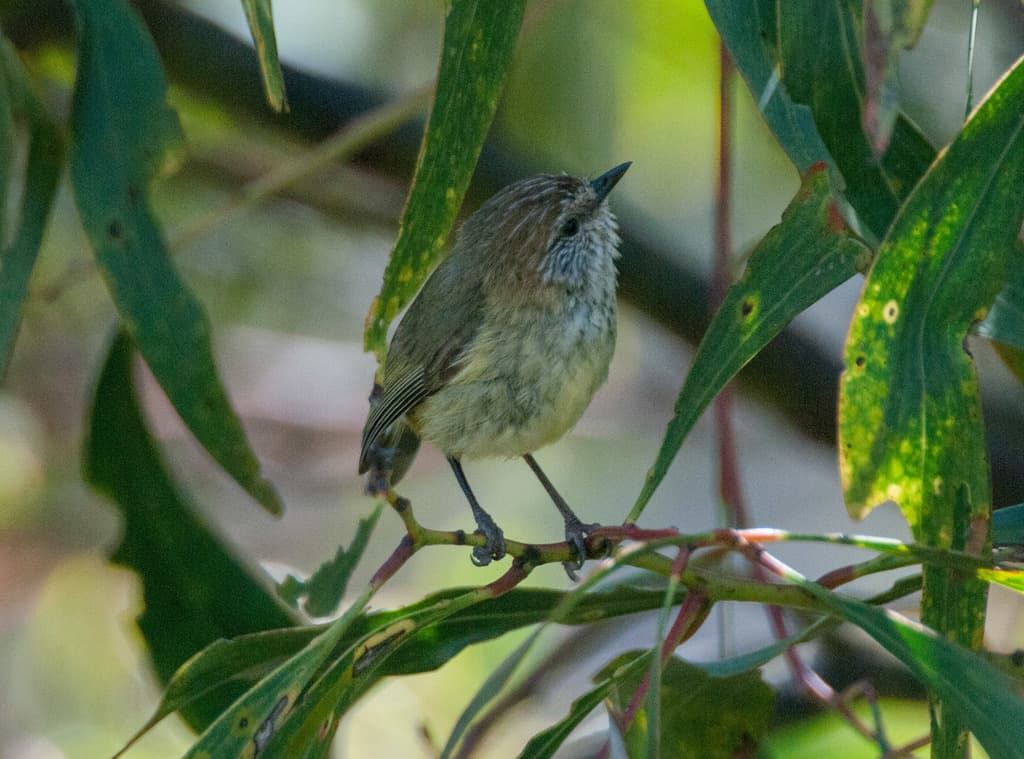 Striated Thornbill