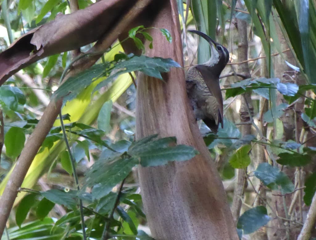 Paradise Riflebird