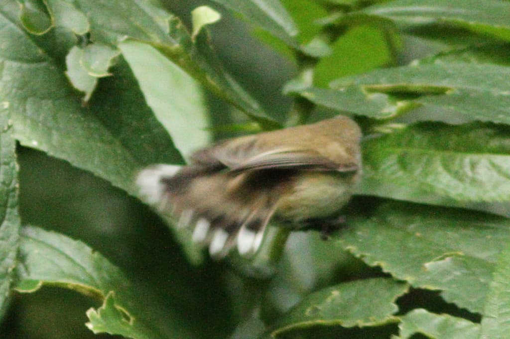 Brown Gerygone