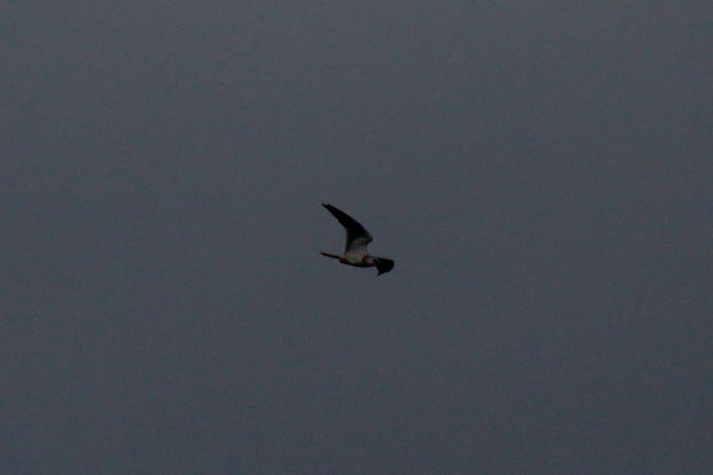 Black-shouldered Kite