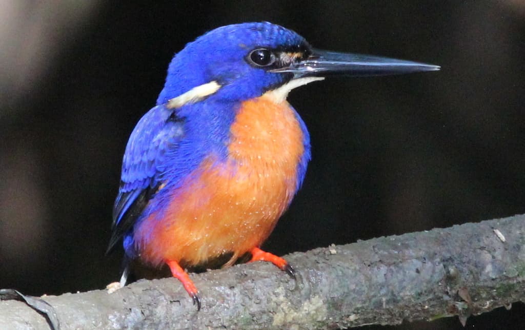 Azure Kingfisher