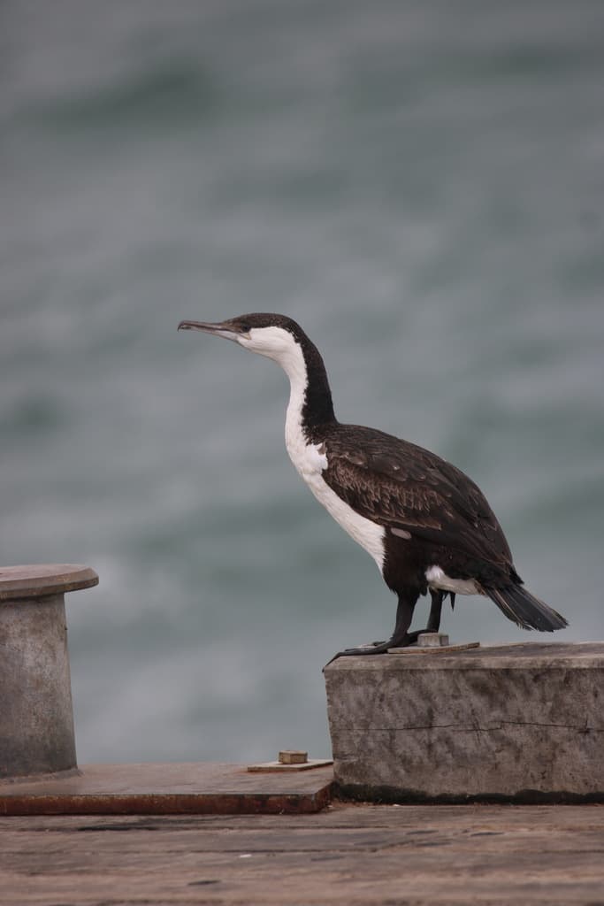 Black-faced Cormorant