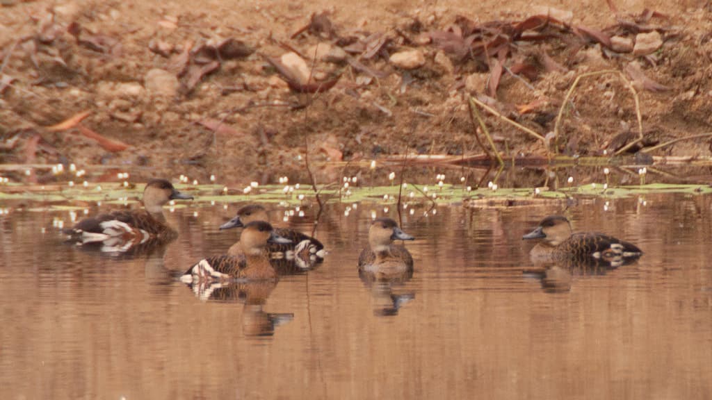 Wandering Whistling Duck