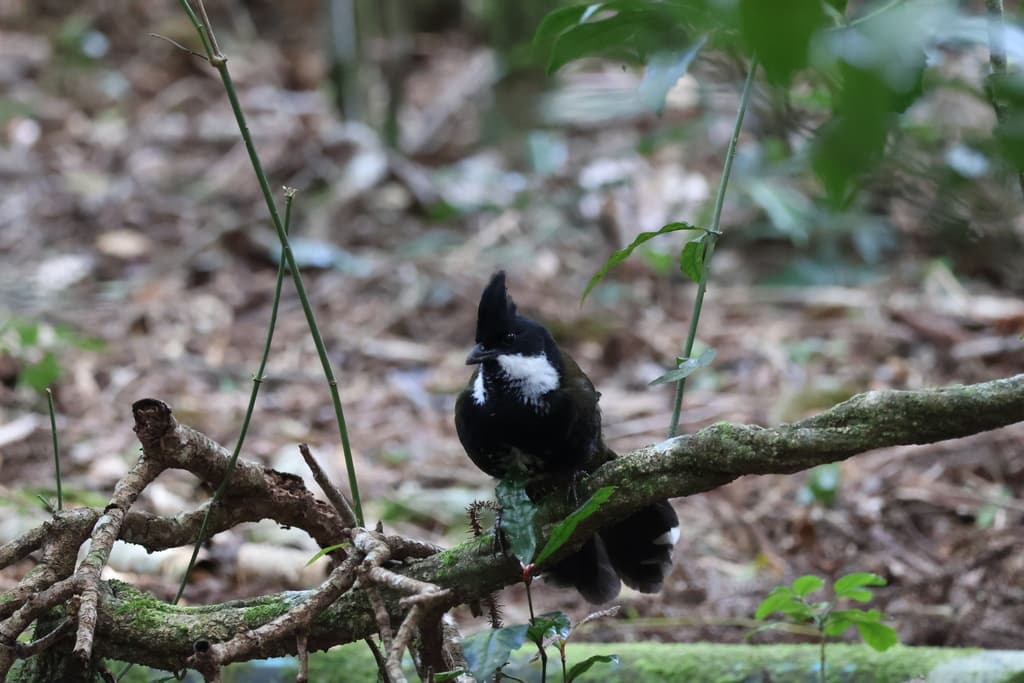 Eastern Whipbird