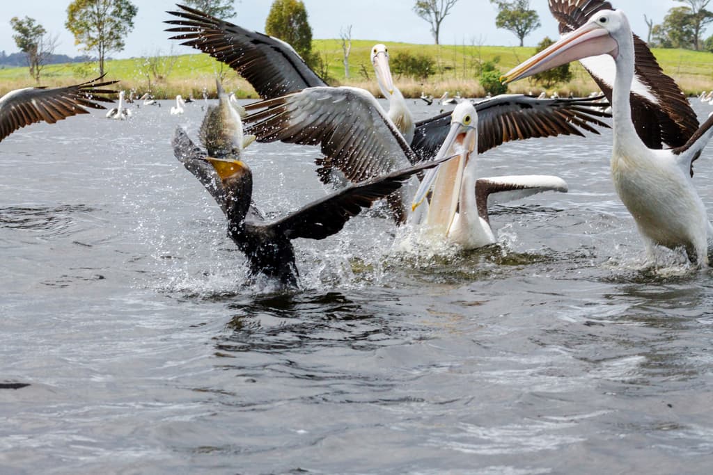 Australian Pelican