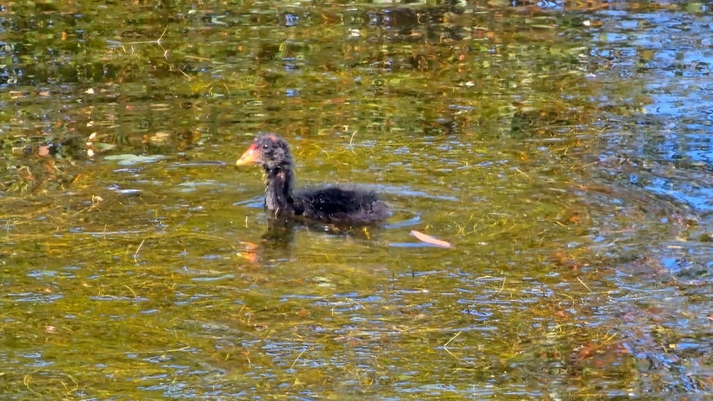 Dusky Moorhen