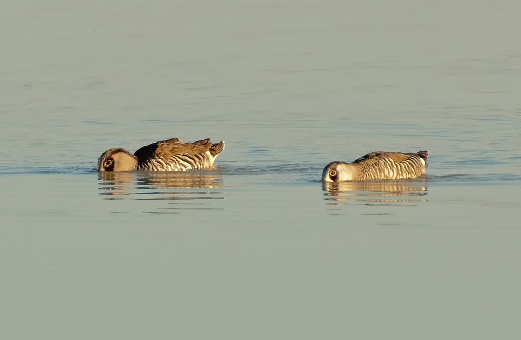 Pink-eared Duck