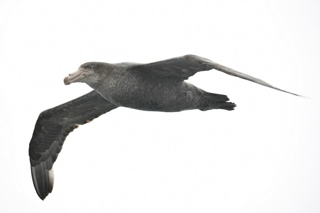 Northern Giant Petrel