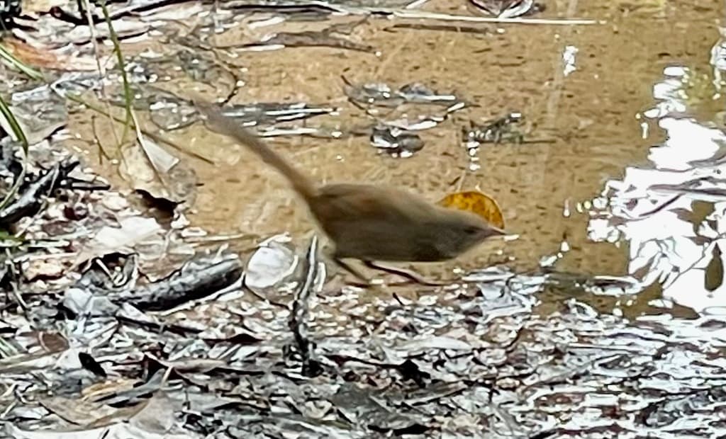 Eastern Bristlebird