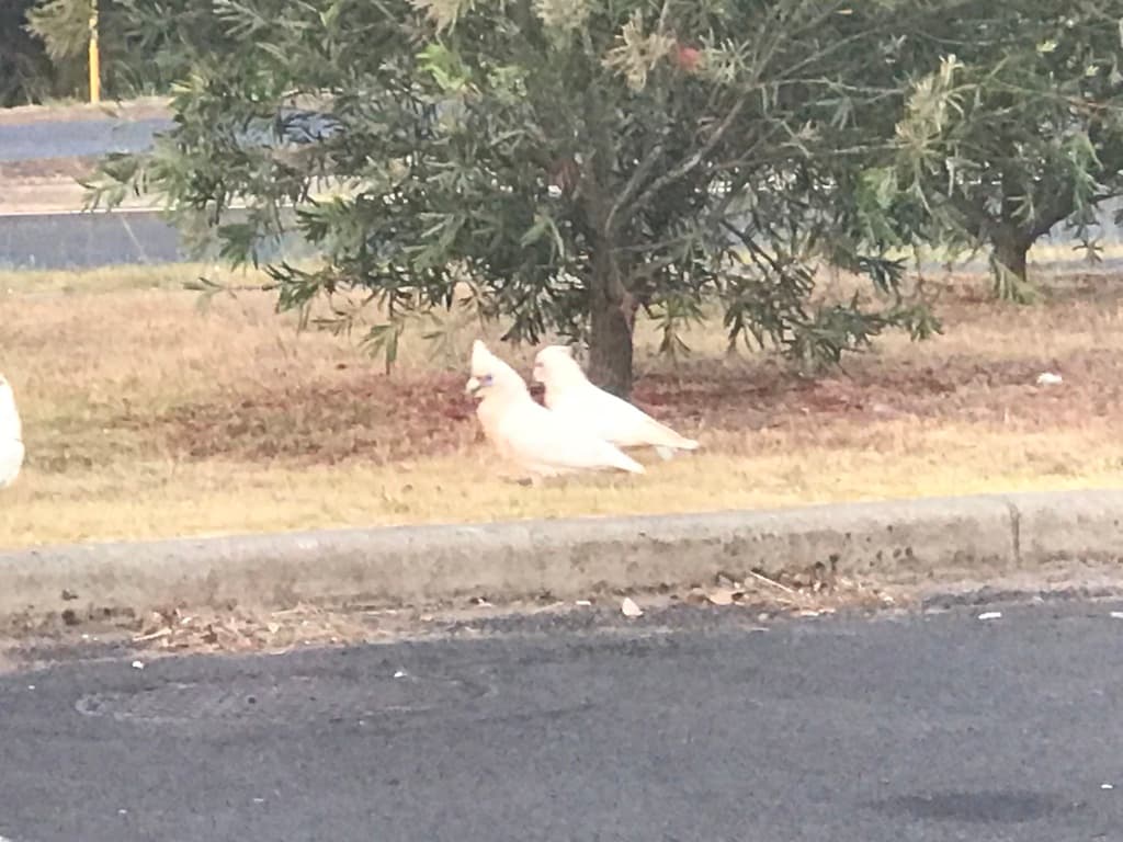 Western Corella