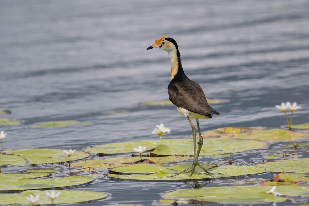 Comb-crested Jacana