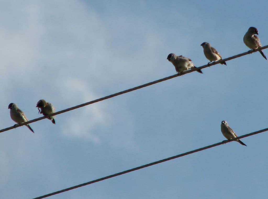 Plum-headed Finch