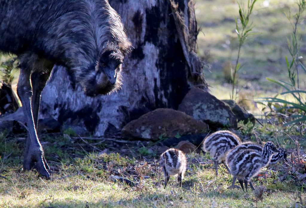 Emu