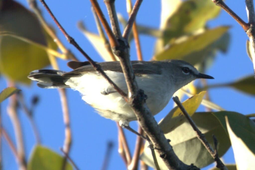 Mangrove Gerygone