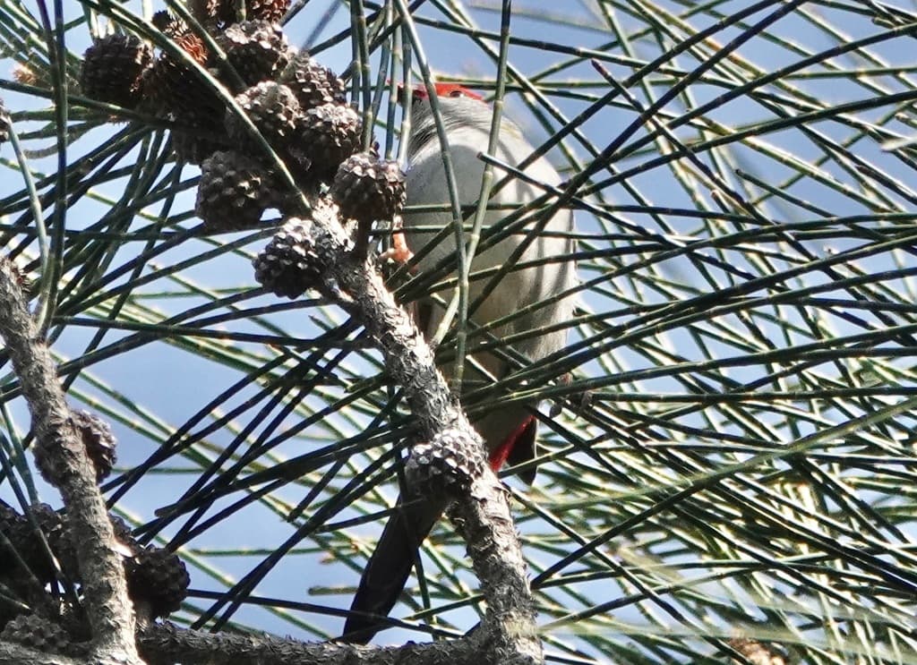 Red-browed Finch