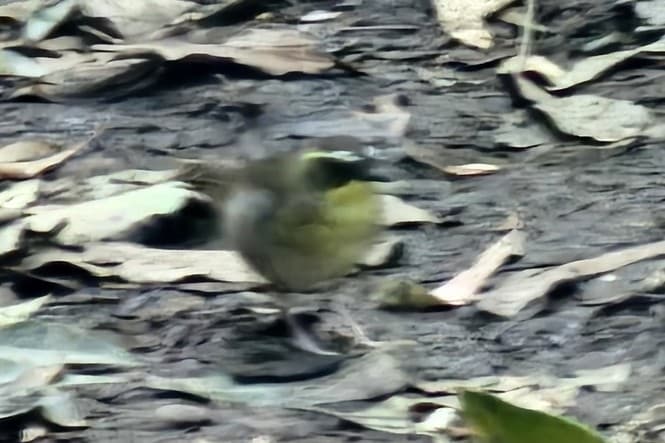 Yellow-throated Scrubwren