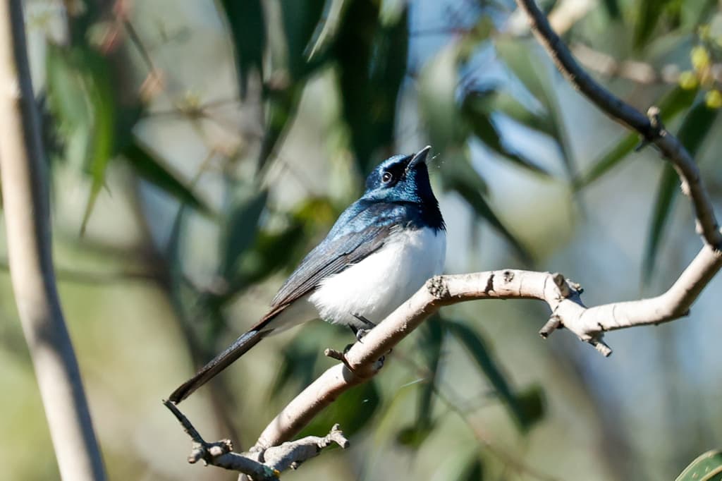 Satin Flycatcher