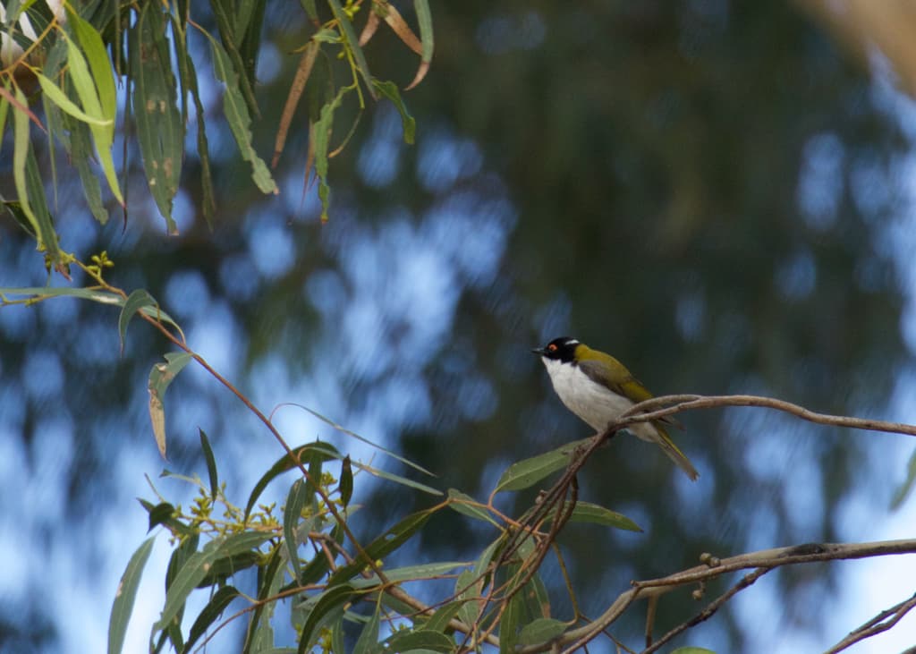 White-naped Honeyeater
