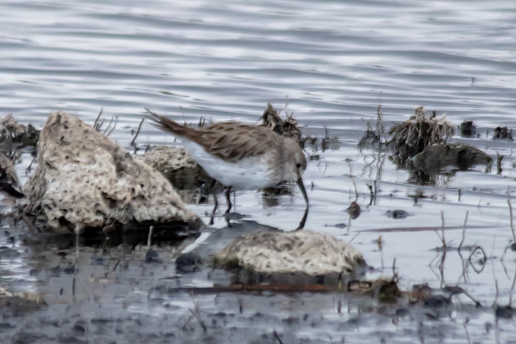 White-rumped Sandpiper