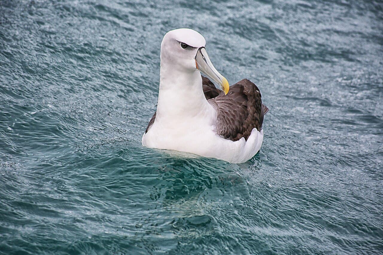 Shy Albatross