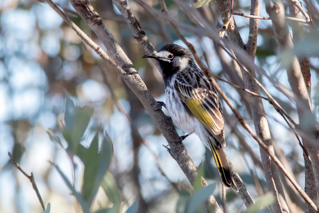 White-fronted Honeyeater