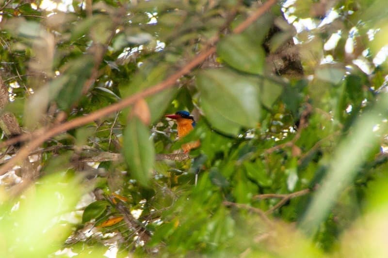 Buff-breasted Paradise Kingfisher