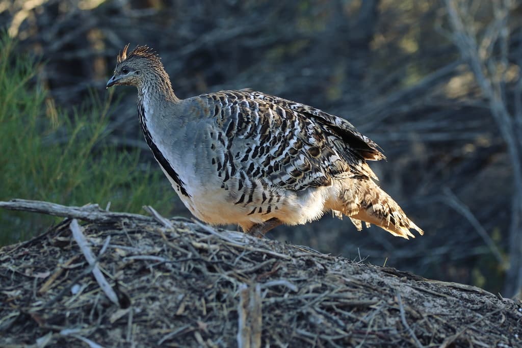 Malleefowl