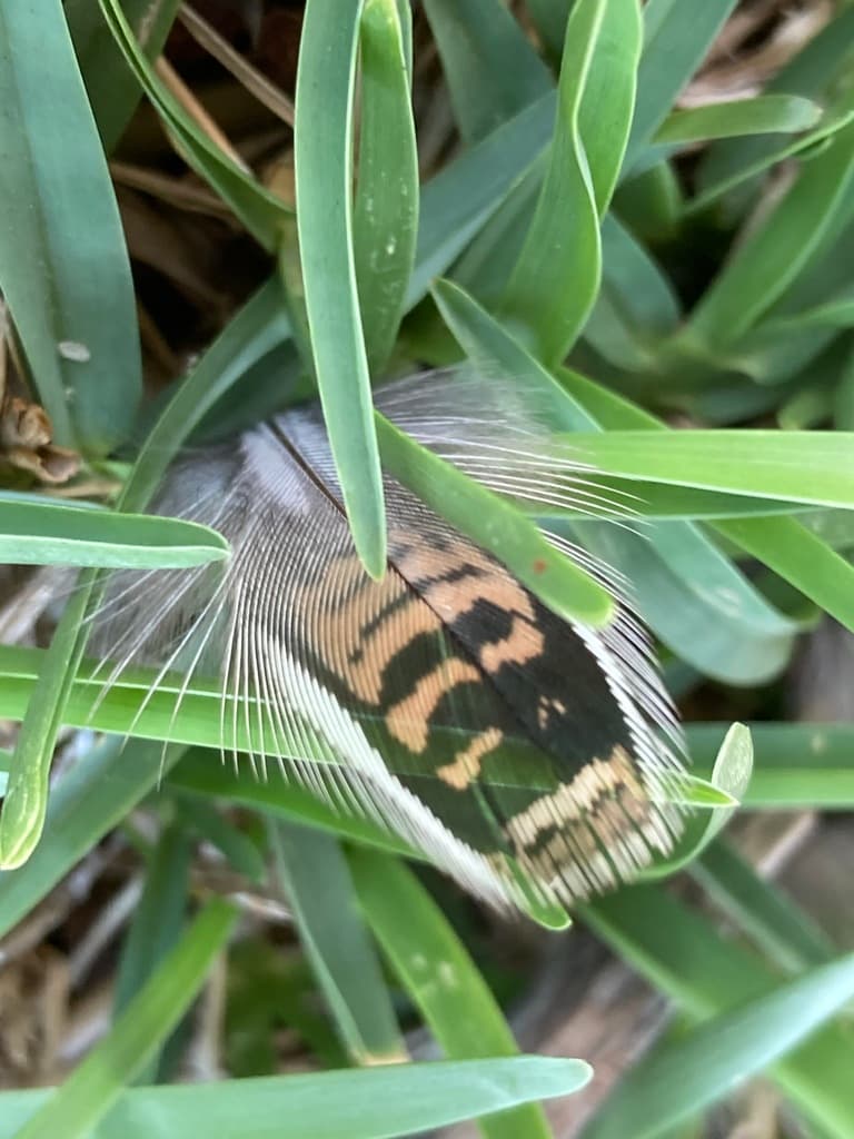 Painted Buttonquail