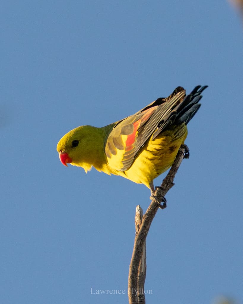 Regent Parrot