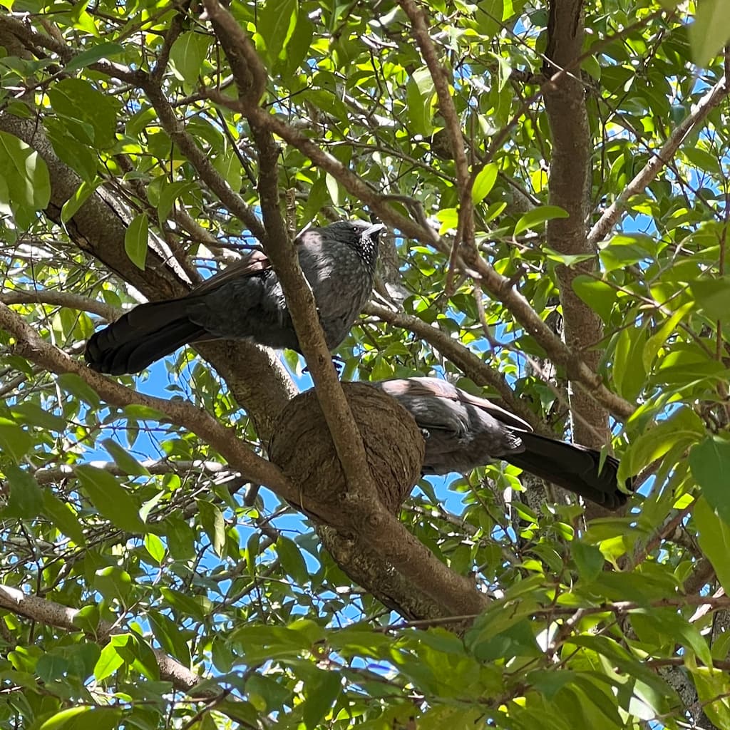 Apostlebird