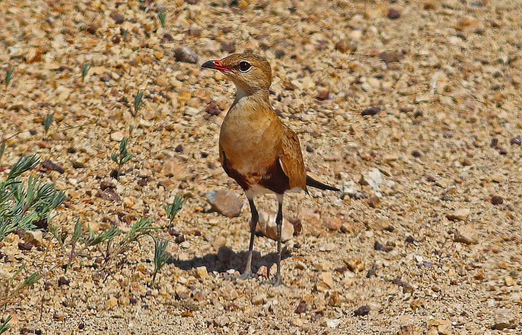 Australian Pratincole