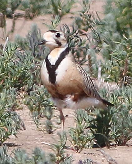 Inland Dotterel