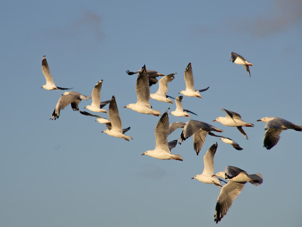 Silver Gull