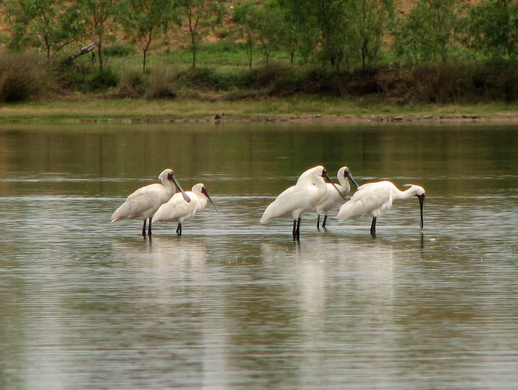 Royal Spoonbill