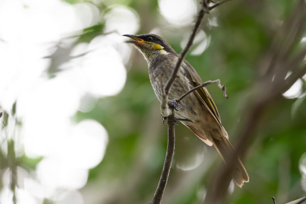 Mangrove Honeyeater